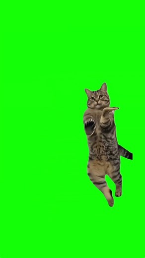 【素材】この猫ミームの素材流行らせたい！#猫ミーム#素材#グリーンバック#short#fyp