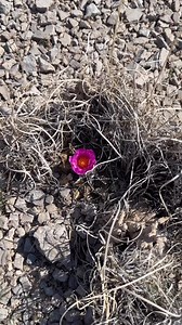 866K views · 17K reactions | Identifying true peyote is important. And mistaking one of the many other inhabitants of the chihuahuan desert for peyote, can be extremely dangerous. | East Coast Camanchaca | Facebook