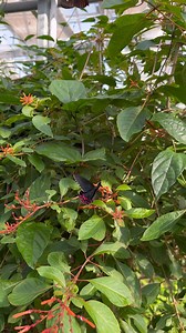 16 reactions | 曆 Happy #ButterflyEducationAndAwarenessDay! Colton’s here with some vicious butterfly facts—these hardcore pollinators are cooler than you think! Swing by to celebrate and see them up close! Get your tickets here: https://tinyurl.com/c5ye8vzp . . . #BHA #GPZ #SiouxFalls #Butterfly #Aquarium #Pollinators #ButterflyFacts | Butterfly House & Aquarium | Facebook