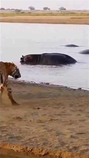 “Tiger Grabs Baby… Mother Hippo Attacks in Seconds”