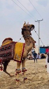 Camel take care is not an easy task | camel dangal