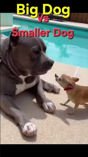 Big Dog Throws Small Dog Into Pool 😂 Funniest Dog Moment!