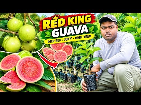 Red King Guava Farming | Complete Growing Guide Red King Guava Farming | High-Yield Guava Variety