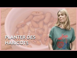 Planting Beans - Julie's Vegetable Gardens