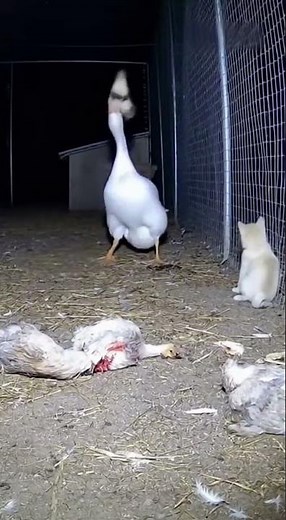 Weasel killed two chickens🐔 and still tried to bite the 🐕-luckily the goose🪿 came!#weasel#puppy