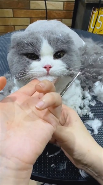Grooming an adorable cat🥰 | Simple ideas