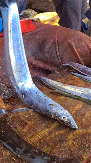 KASIMEDU 🔥RIBBON FISH CUTTING #kasimedufishmarketlatest #kasimeduspeedselvam #shorts