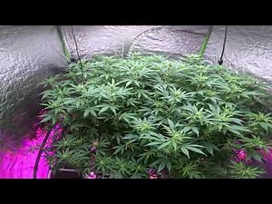 Cannabis Cultivation Scrog Flower Week 3: Strain Spotlight on Venom OG 🌱 #CannabisCultivation