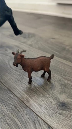 Cute little goat! Great markings!