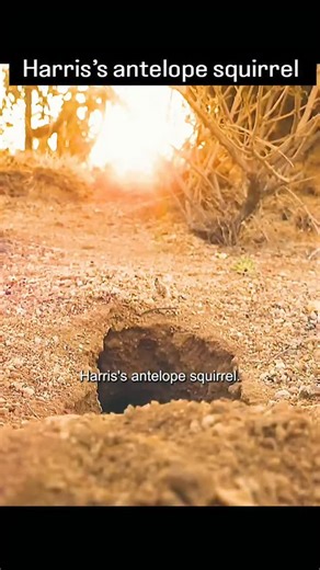 The wild Savior | Tiny body. Desert brain on hard mode. Harris’s antelope squirrel lives where the ground can burn your feet and shade is rare. Instead of... | Instagram