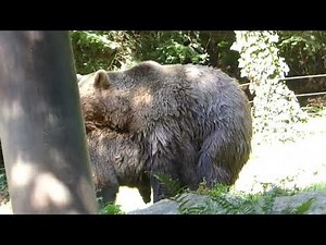 Brown bear (Ursus arctos) courtship and mating behaviour