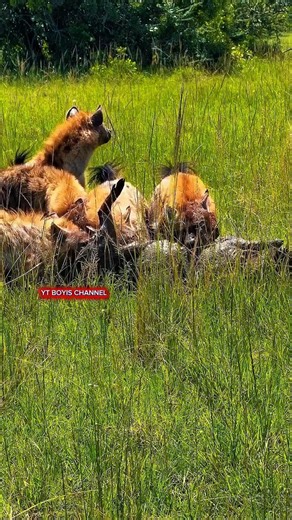 ハイエナがイノシシを狩る #animals #wildlife #特有種 #捕食シーン ＃ハイエナ＃狩猟