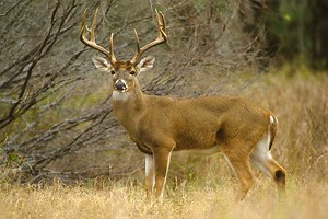 3 Coveted Deer Permits to Apply for This Year