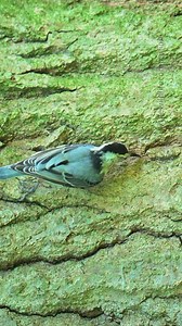 Snacking on the go-typical nuthatch behavior! #birds #wildlifephotography | thewildlifecompanion