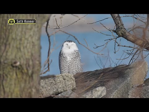 Majestic and rare, snowy owls migrate into Chicagoland | Good News Chicago