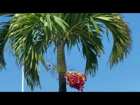 マニラヤシ（学名：Adonidia merrillii）の実