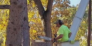 DeKalb County offering free tree removal for seniors