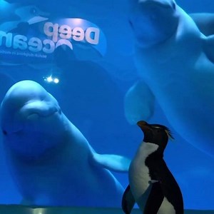 330K views · 3.7K reactions | Watch: This rockhopper penguin took a field trip inside Chicago’s Shedd Aquarium to visit the beluga whale exhibit. The aquarium has been closed since March 13 because of the coronavirus outbreak. | TIME | Facebook