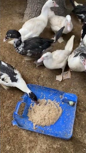 duck farming #youtubevideos