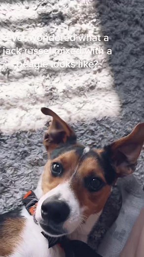 Jack Russell and Beagle Mix - Meet a Special Shelter Dog!