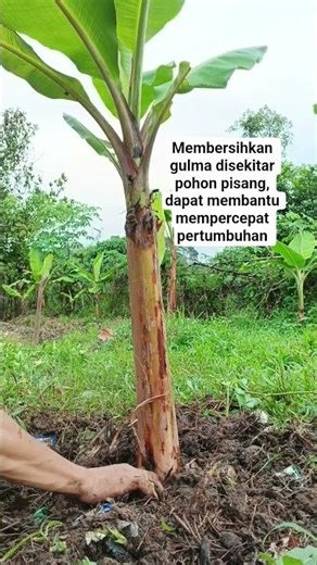cara sederhana merawat tanaman pisang