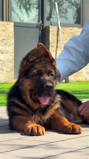 Future King! German Shepherd Puppy Growing Fast 👑#germany #germanshepherd #puppy#cutedog #dogshorts