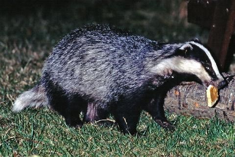 European Badger Food & Feeding Behaviour | Wildlife Online