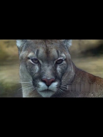 Forest Echo| 7 Puma Facts You’ll Hear, Not Roar