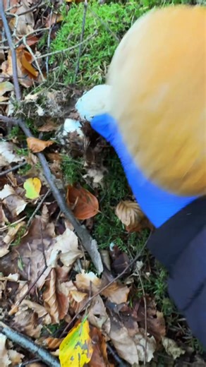 32 reactions · 29 comments | #loveit #nature #organic #food #everyoneactivefollowersシfypシ゚viralシalシ | Amy Nielsen | Facebook