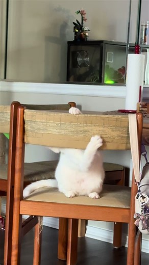 mew and her one brain cell 🫡 #cat