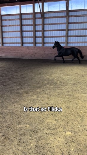 Flicka Movie Review and Insights