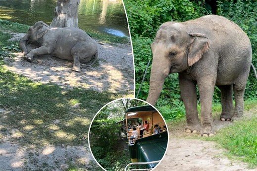 Bronx Zoo elephant Happy spotted in public for first time in weeks — with ‘significant damage’ to feet, activists say