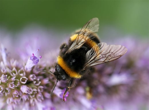 Buzzing with ideas to keep pollinators and plants thriving - The Weather Network