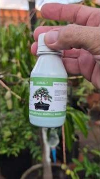 FUNGUS AND MITES ON YOUR MANGO TREE? SEE HOW TO PROTECT IT!! #MangoTree #Mango #MangoGrowing #Fru...