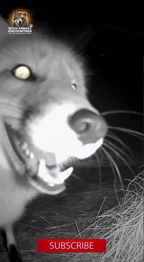 Aggressive Fox Knocks Down Security Cam