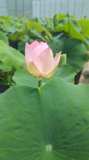 今季初確認。蓮の花が開花しました！