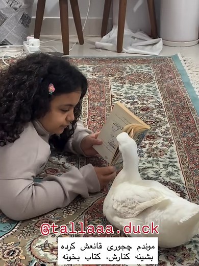 Muscovy Duck Learns from Girl