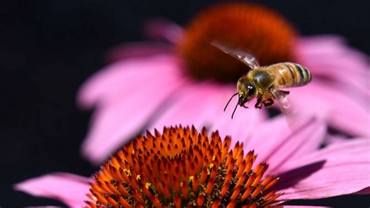 How we can help save bees