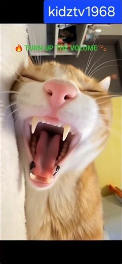 My cat's snore is cursed and I can't stop laughing #funny #pets #shorts