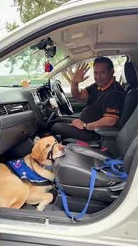 Four Paws. Full Access. Together. International Assistance Dog Week 2025