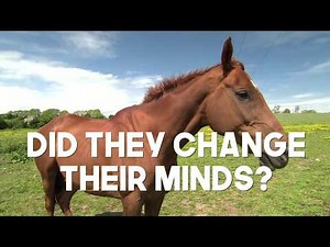 BBC News: Fox hunting: for or against?