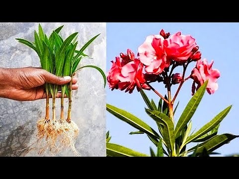 How To Grow Oleander Plant From Cuttings