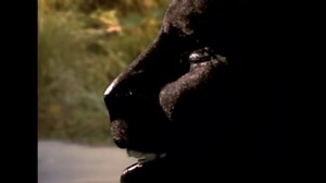 Manimal (1983)  - Clip:  Panther Prowess