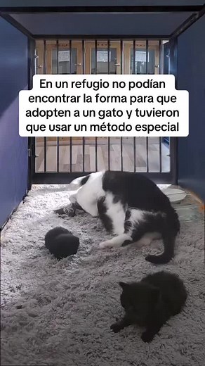 Adopta un gato adulto: ¡Merecen una oportunidad!