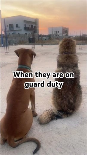 Working hard vs. playing harde🐾❤️ #puppy #relatable #pets #dog #doglove #puppylife #fyp #viralreels