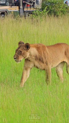 Animals on the Move Through Open Savannah