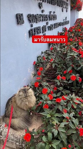 #cat #scottishfold #cute #funny #funnycats #animals ##แมว