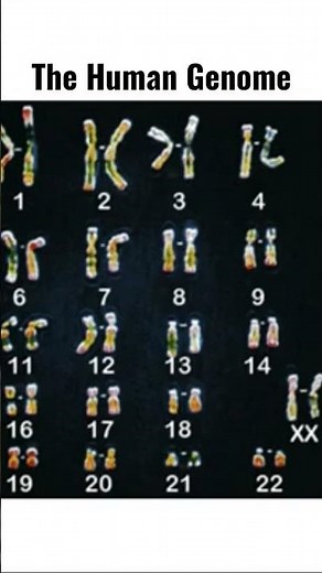 The Human Genome Explained: How Many Nucleotides are There!?