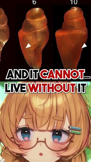 Why You Should NEVER Buy a CONCH SHELL!