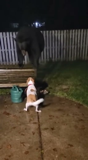 Bear Defense Posture on Garden Bench